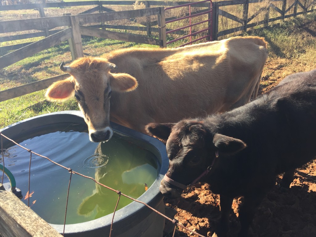 Cows drinking from a water trough