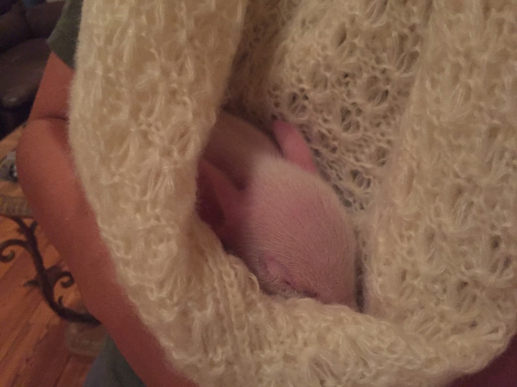 Piglet asleep in white wool scarf