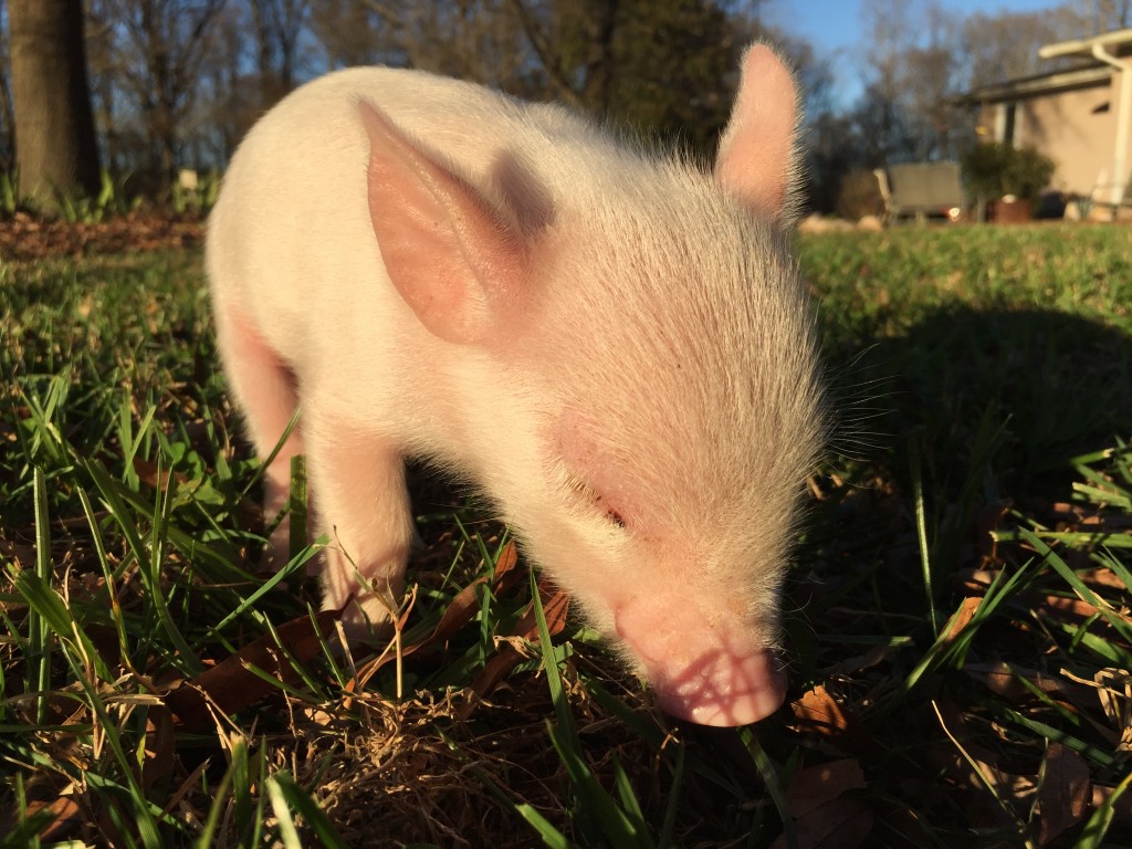 Baby pig in grass
