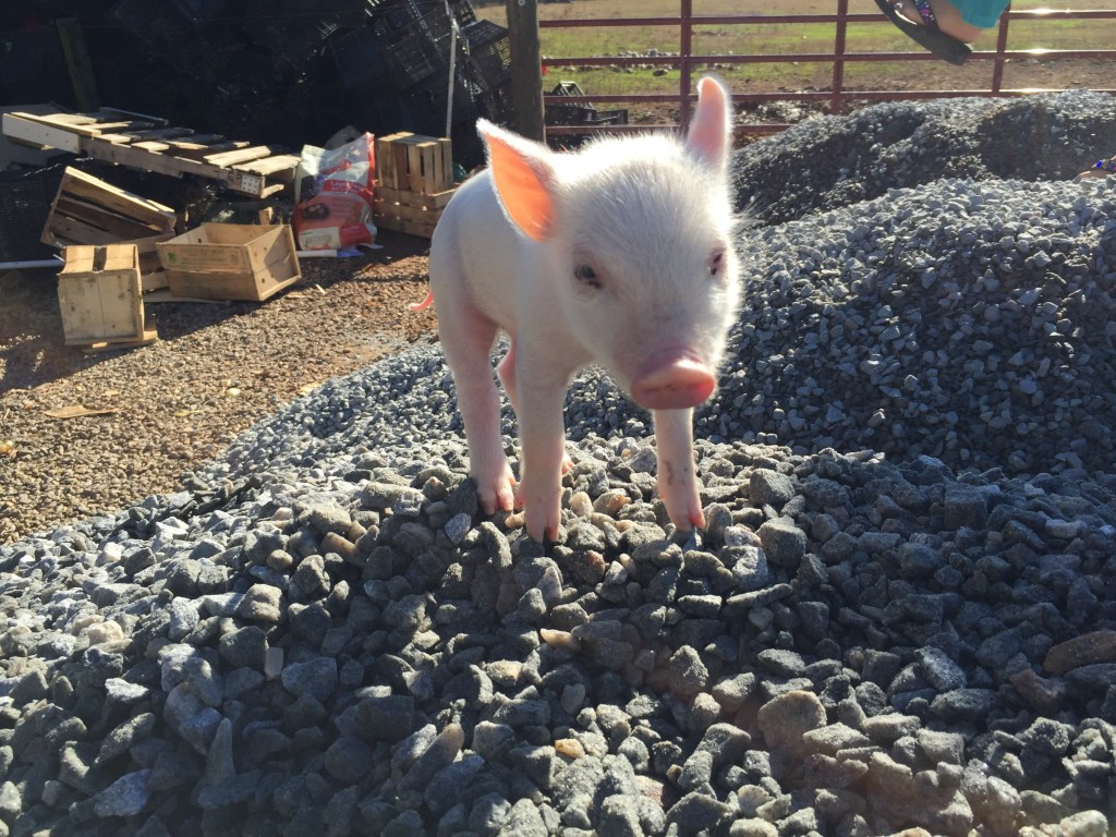 Piglet on a gravel pile