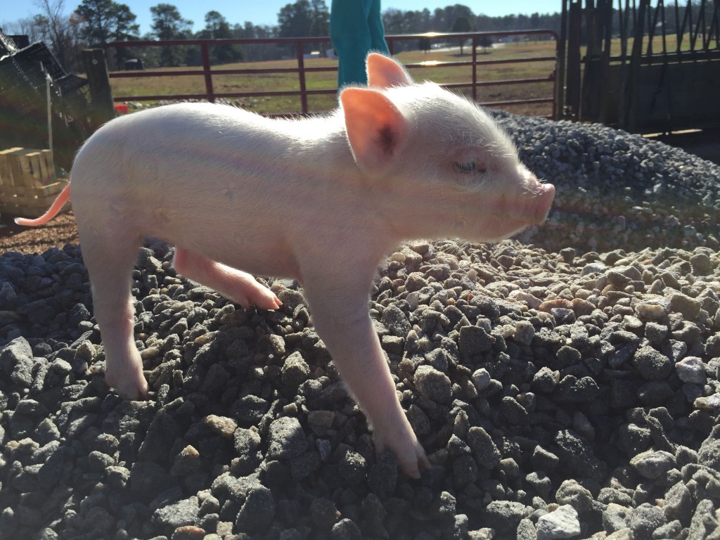 Piglet on gravel pile