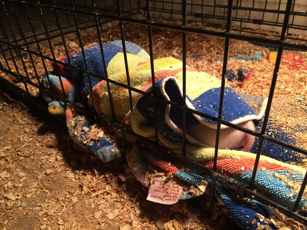 Piglet sleeping in a cage under a towel