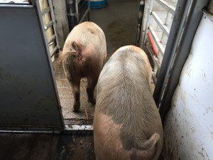 Pigs walking off of a trailer