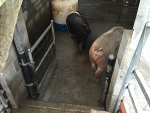 Pigs just off of a trailer