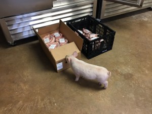 Piglet looking at pork chops.