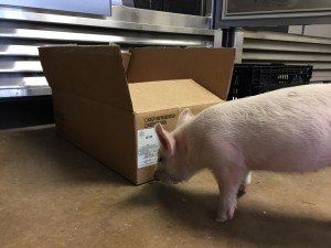 Piglet looking at box of pork