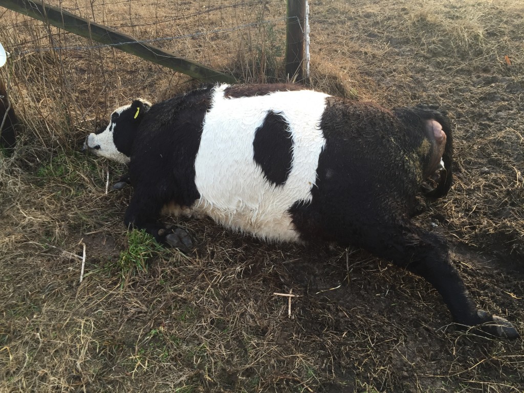 Belted Galloway, dead from bloat.