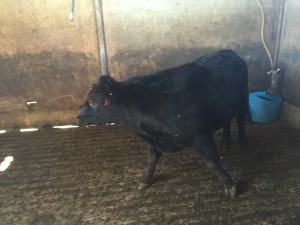 Cow in holding paddock at processor