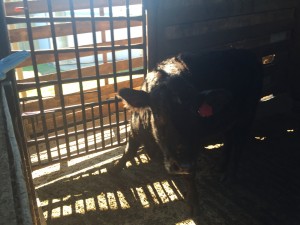 Cow in holding pen at processor