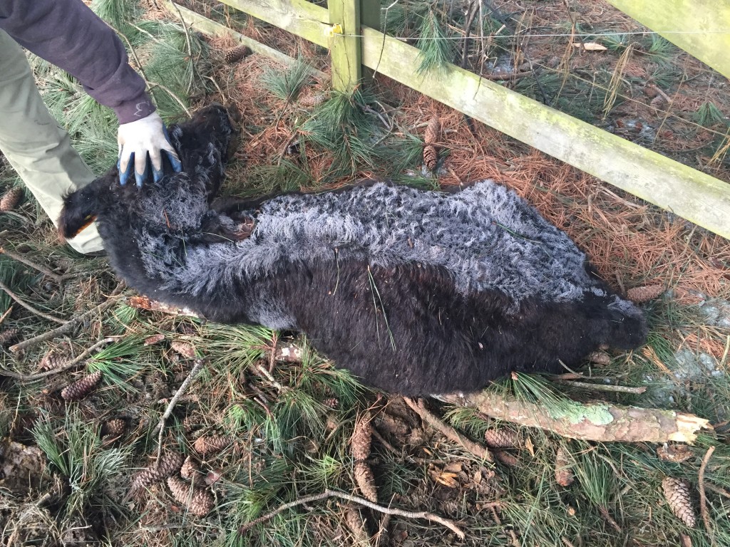 Dead calf, with frost on his back