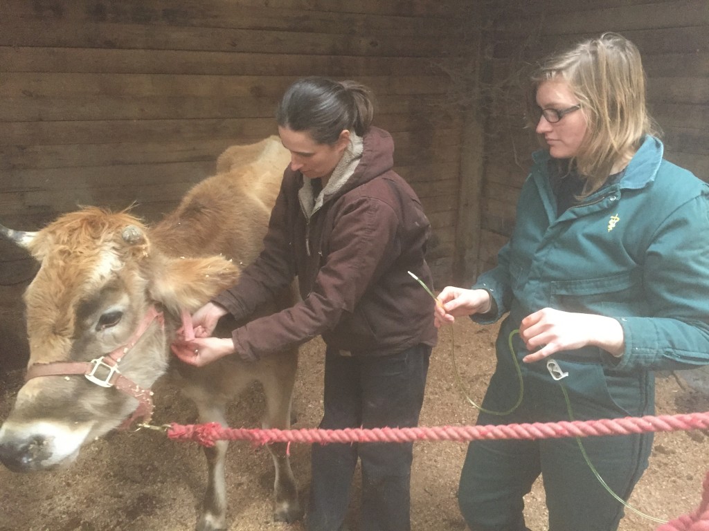 Vet working on milk cow