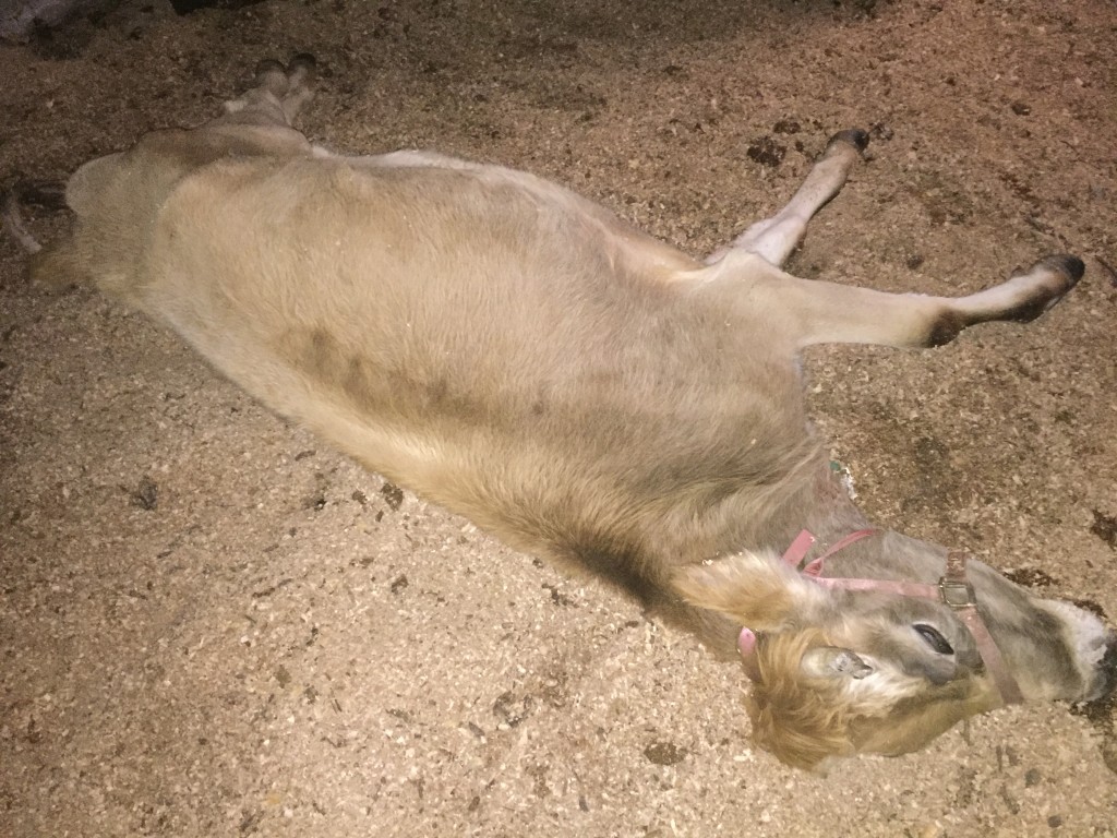 Milk cow dead in a barn