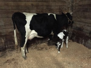 Milk cow and calf in barn