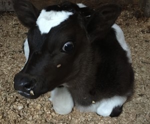 Milk cow calf. Very cute