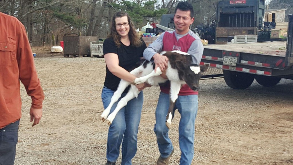 Milk calf being carried by two people