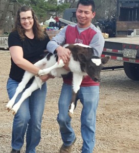 Milk calf being carried by two people
