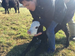Calf being held by intern