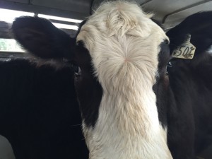 Cow in trailer