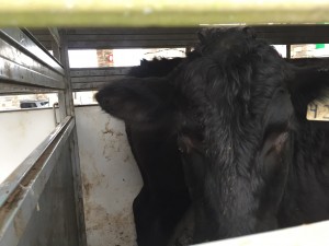 Black Cow in trailer