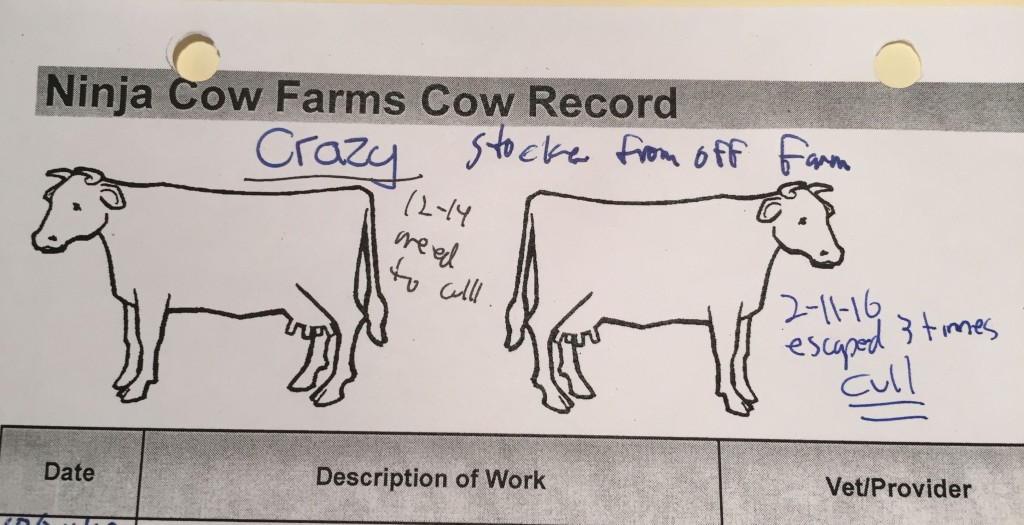 Cow record for a crazy cow
