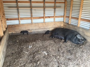 Large black sow with piglets