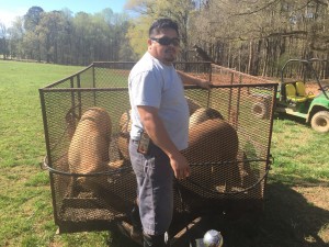 Miguel with a group of pigs