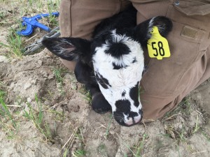 Calf with new ear tag
