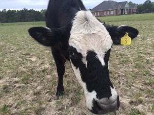 Momma cow looking at the camera
