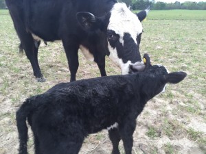 Calf and cow reunited