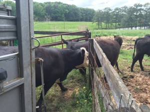 Cows walking off of trailer