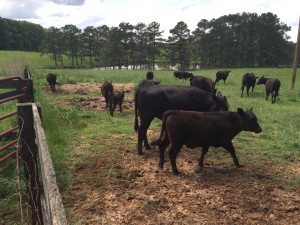 Cows walking out into the pasture