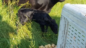 Just born angus calf