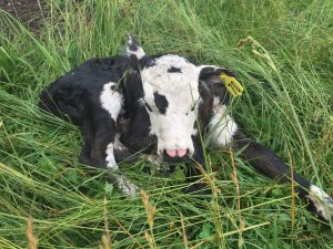 new calf in the grass