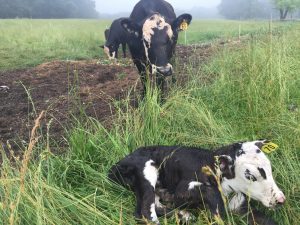 Cow with new calf