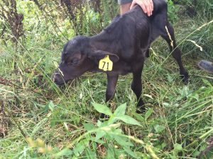 New born calf, with ear tag.