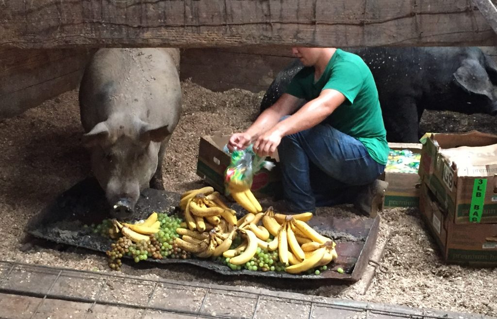 Man feeding adult pig produce