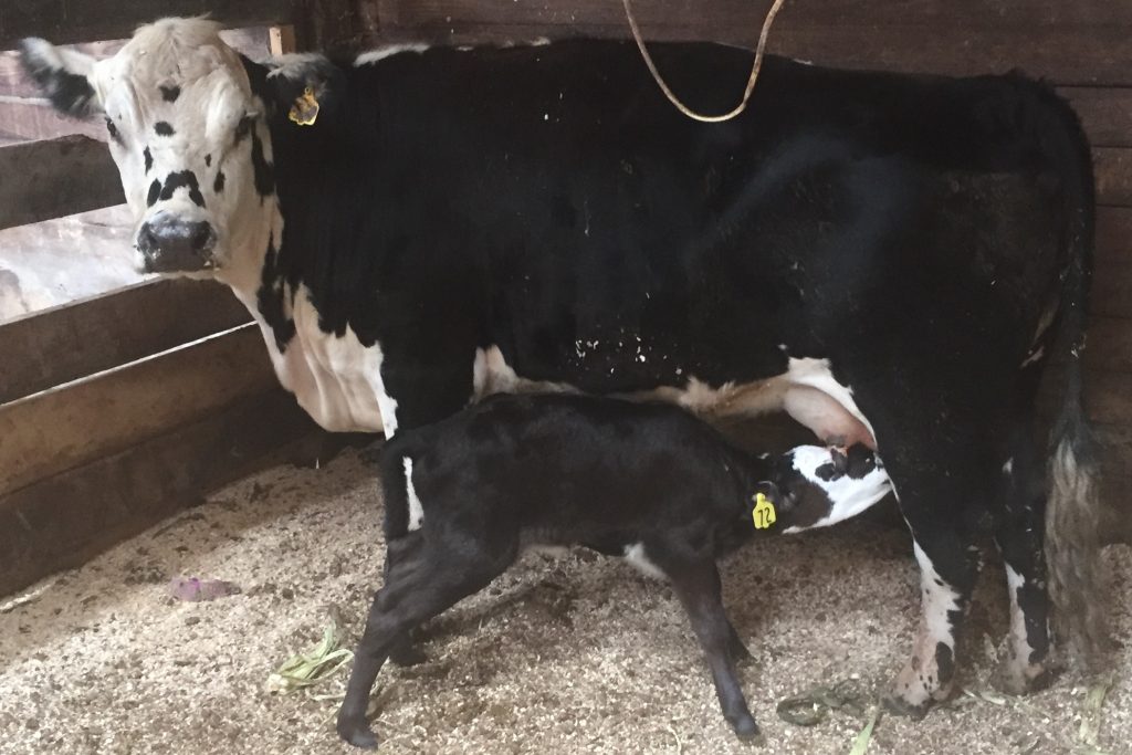 Calf nursing momma cow