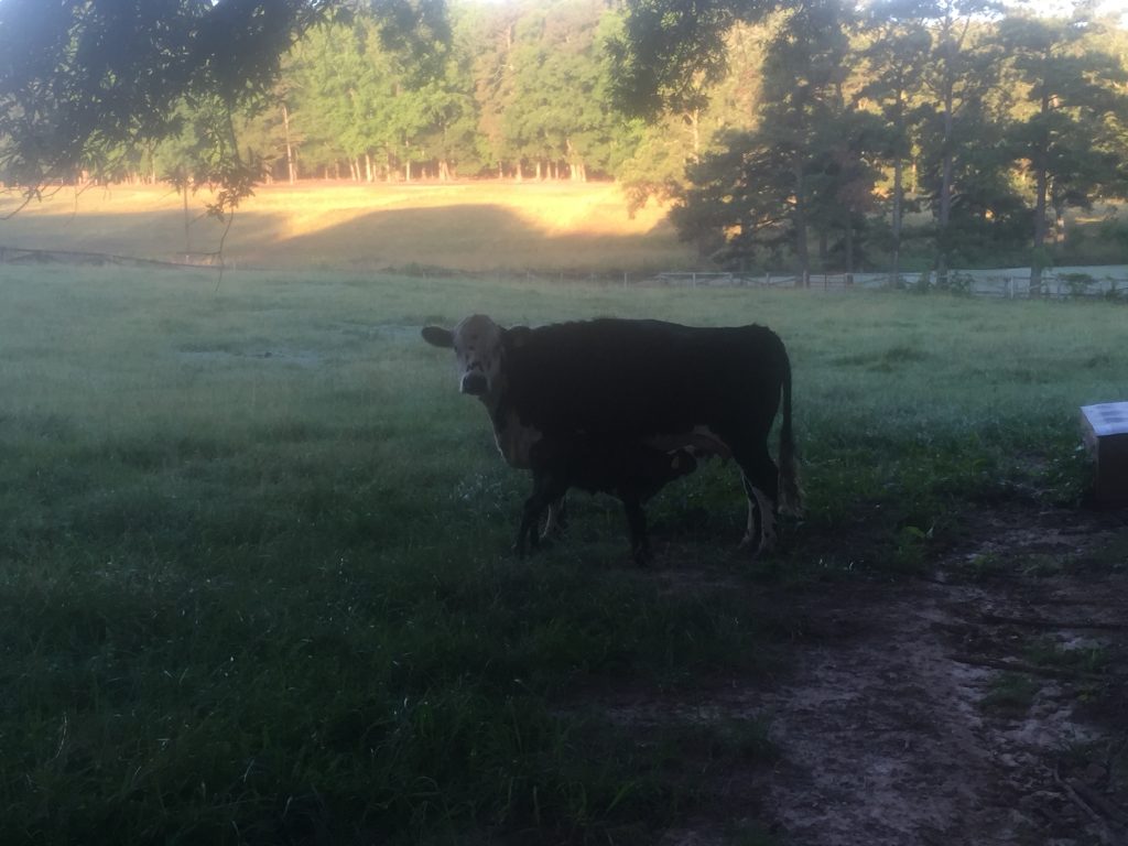 Calf nursing mom in the pasture