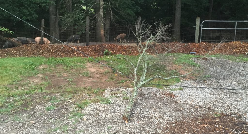 Limb laying on downed power line