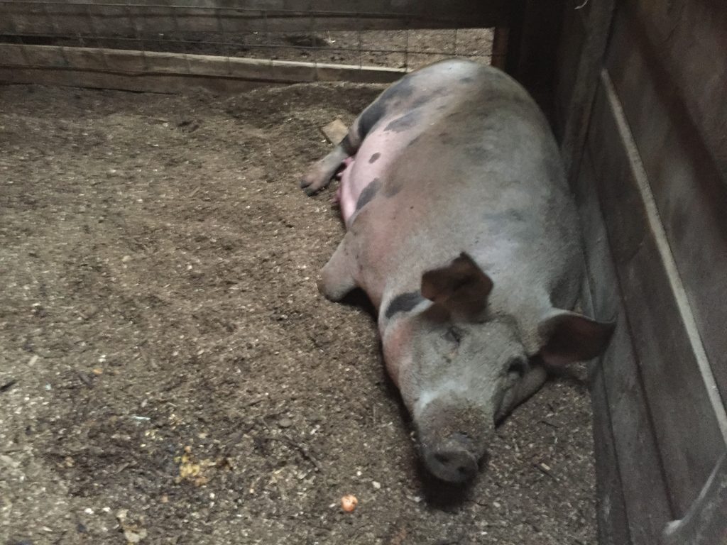 Momma pig, in labor