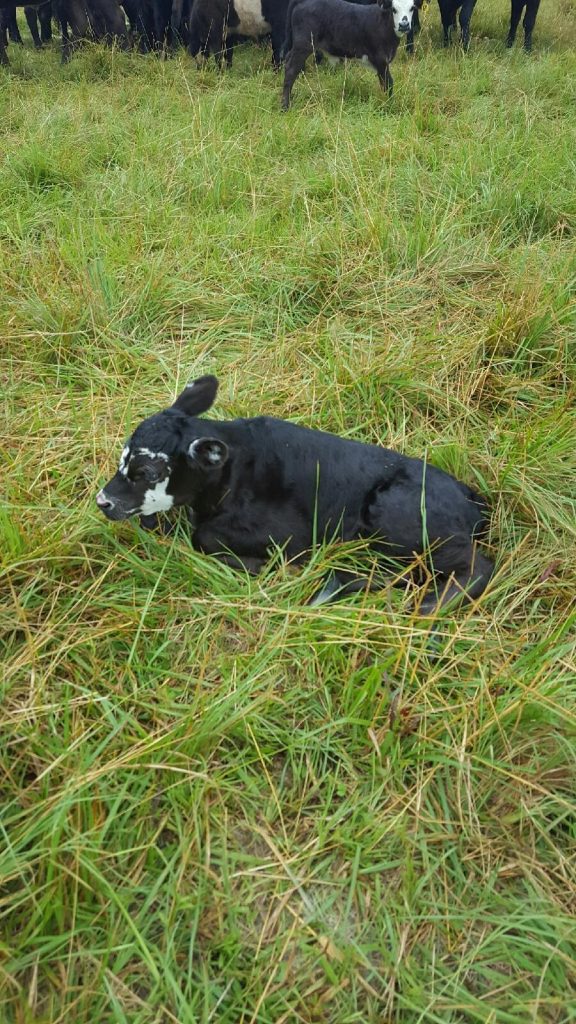 Calf #73, laying in the grass