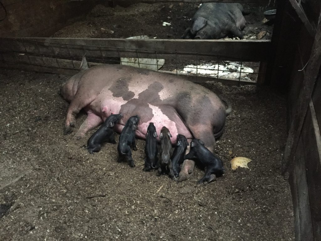 Piglets just born, nursing on sow