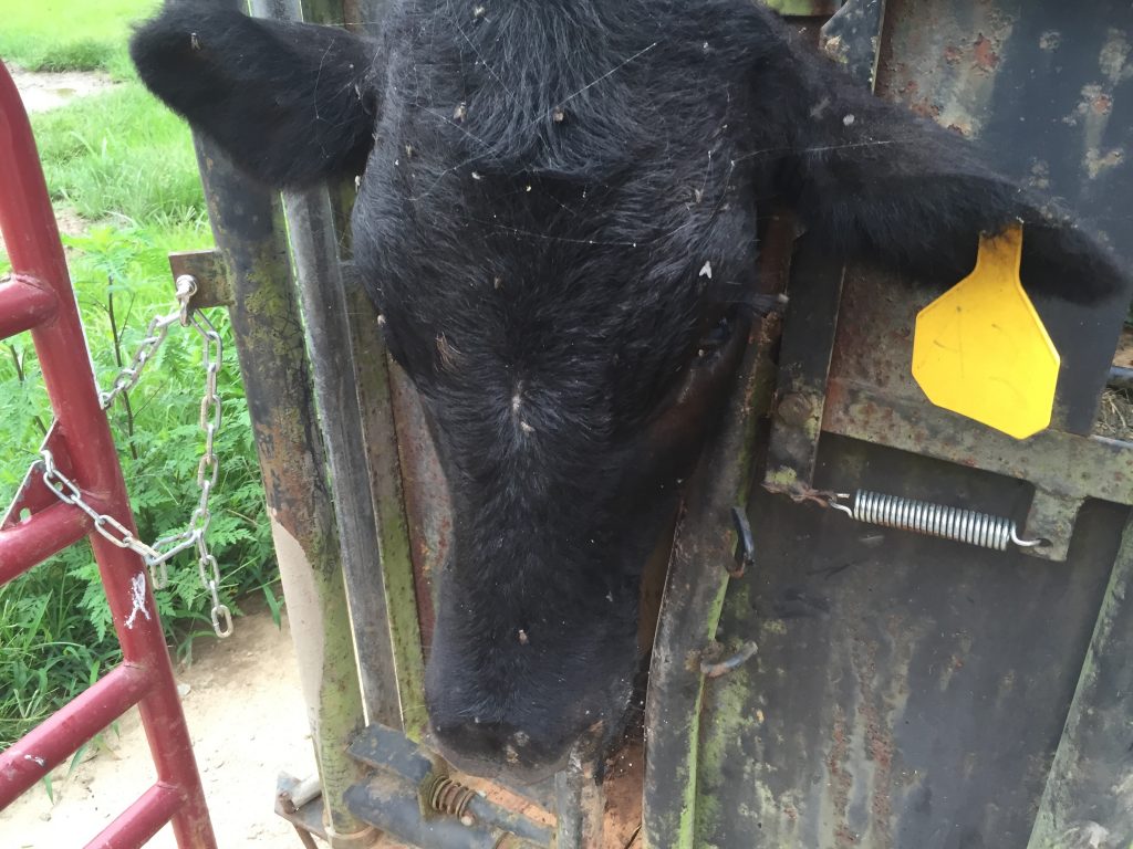 Cow #A2 locked in the head gate getting a trocar for bloat