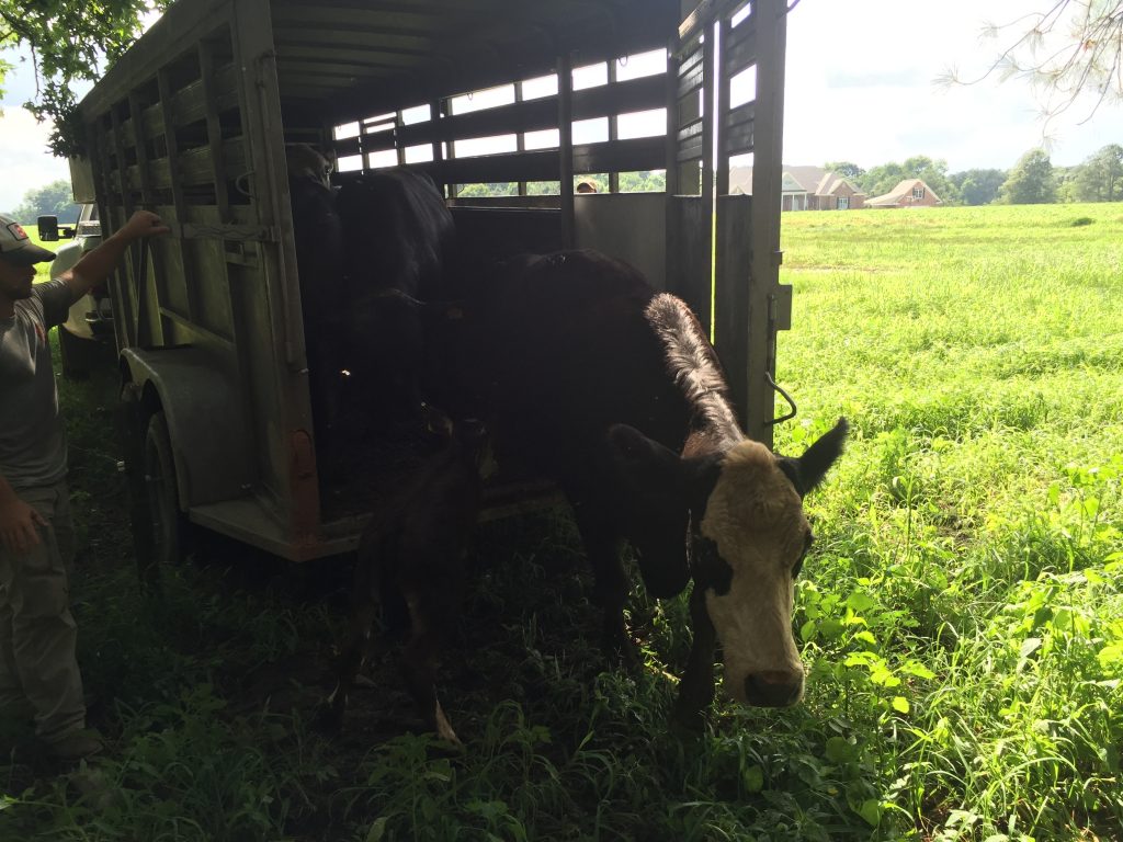 Off loading the cows and calves at our leased farm