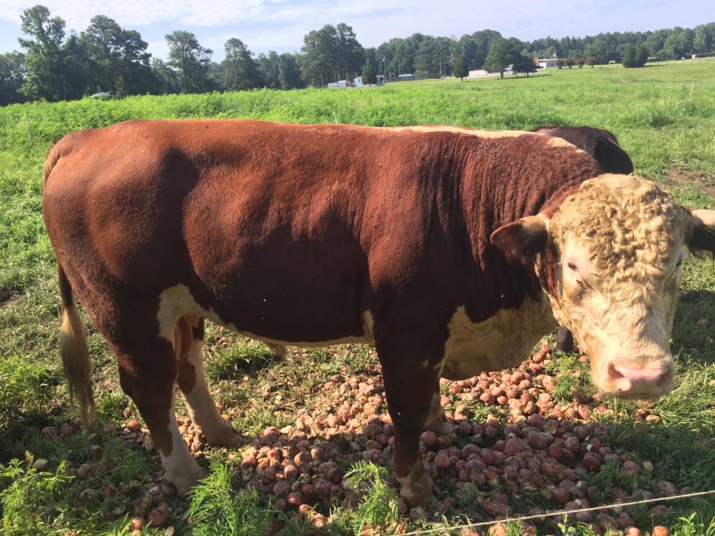 Graham, our registered Hereford bull