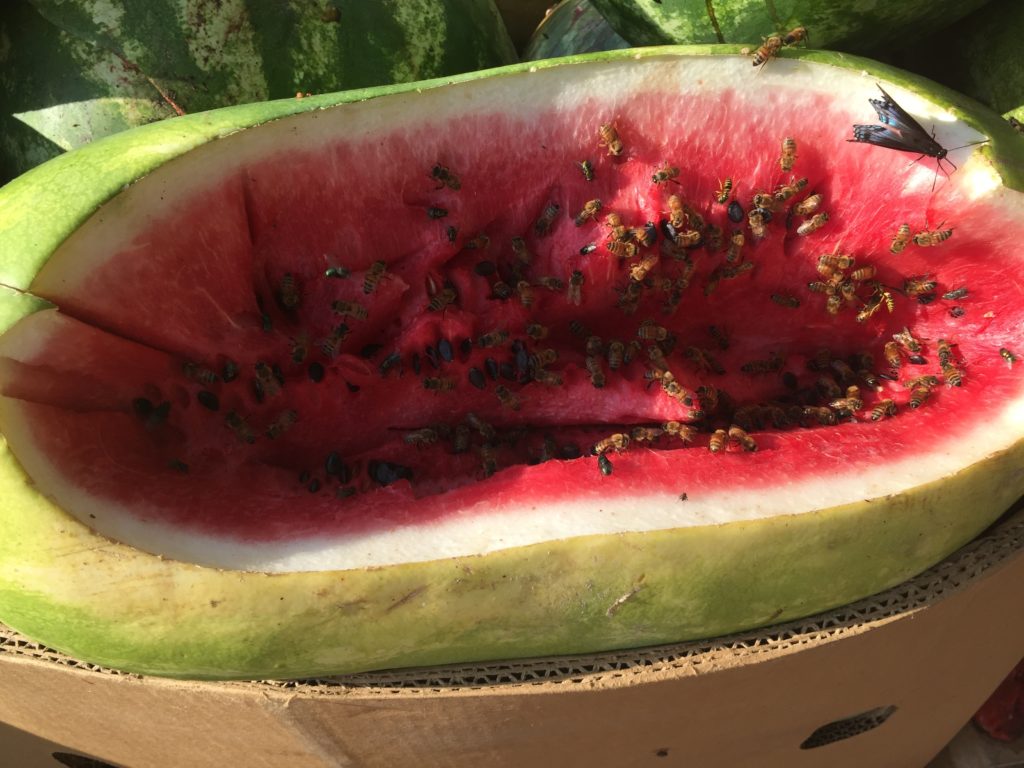 Bees covering a watermelon