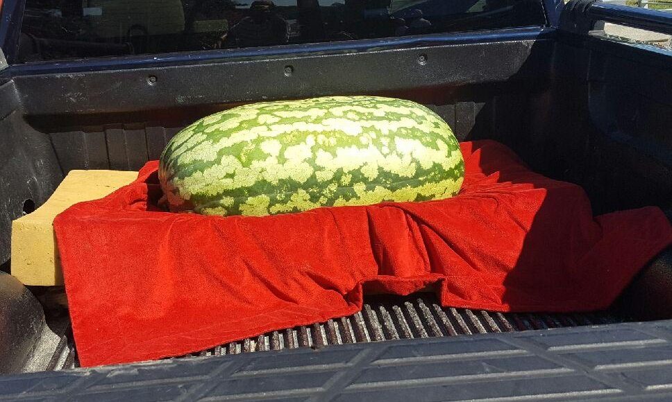 A huge watermelon, making its way to the watermelon contest