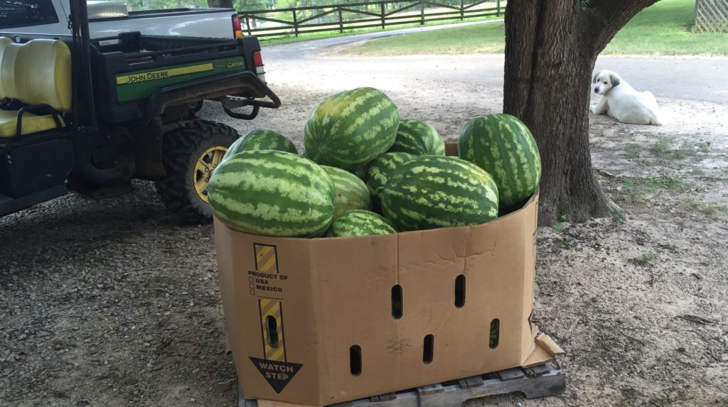 Huge watermelons, cool and in the shade