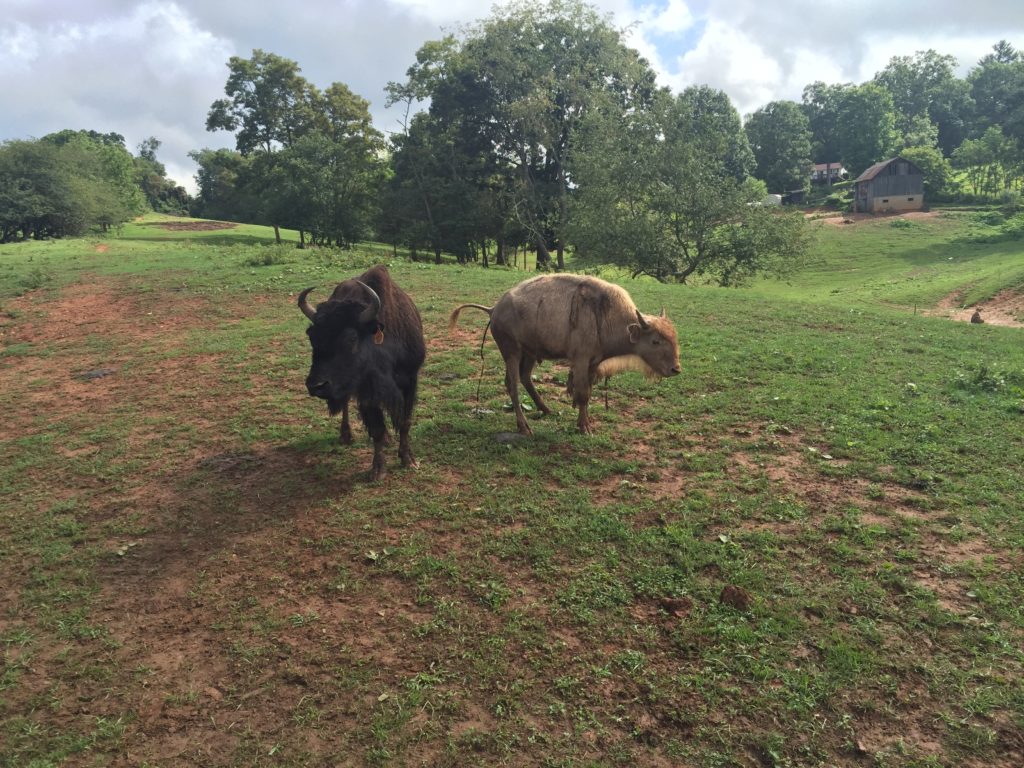 Buffalo with what looks like scours