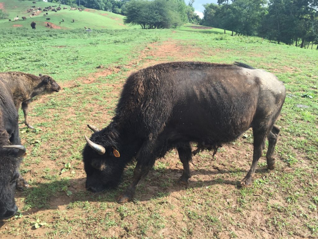 Buffalo at the King farm